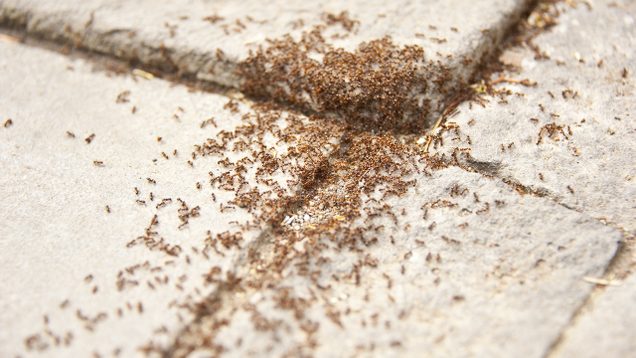 Illustration for article titled Aw, Jeez, Look At All These Ants